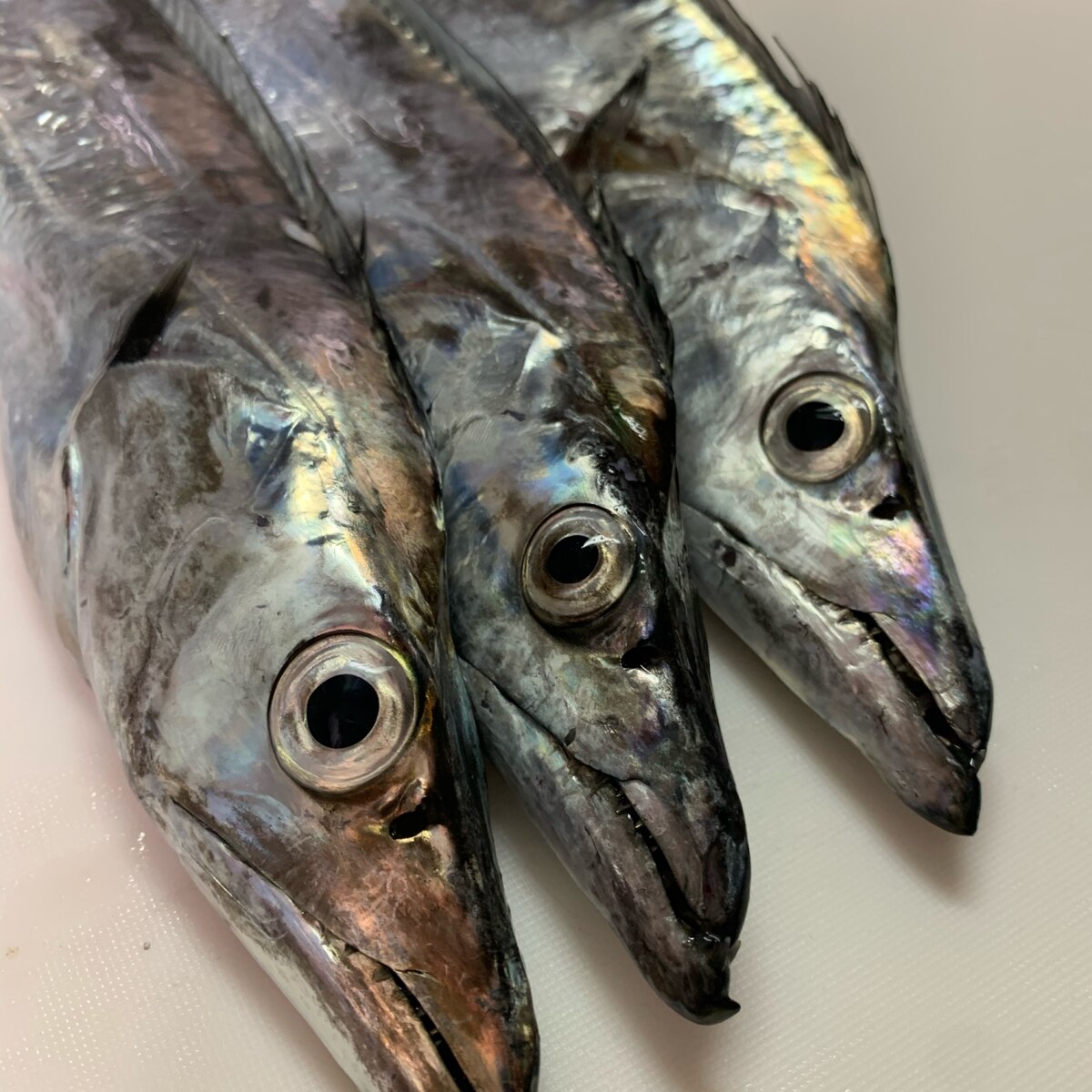 タチウオの捌き方 上級編 レシピ 作り方 By 魚魚まんま 楽天レシピ